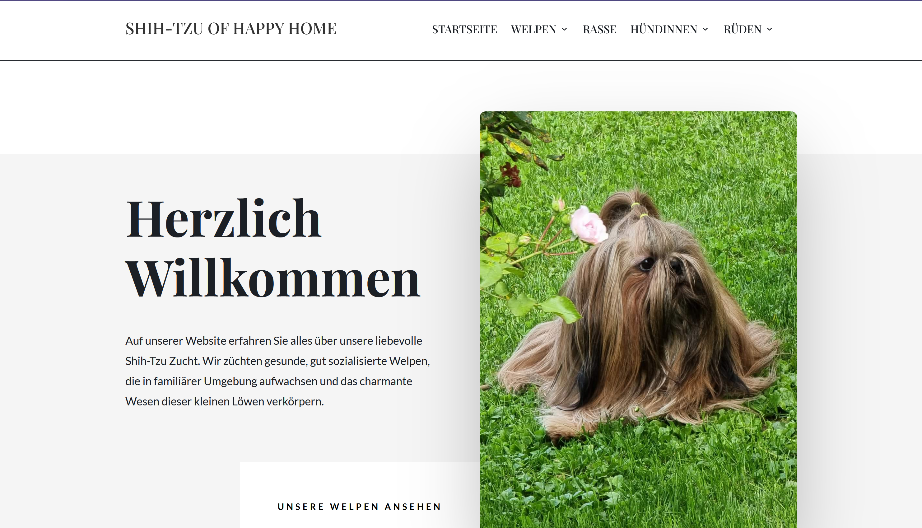 Shi tzu